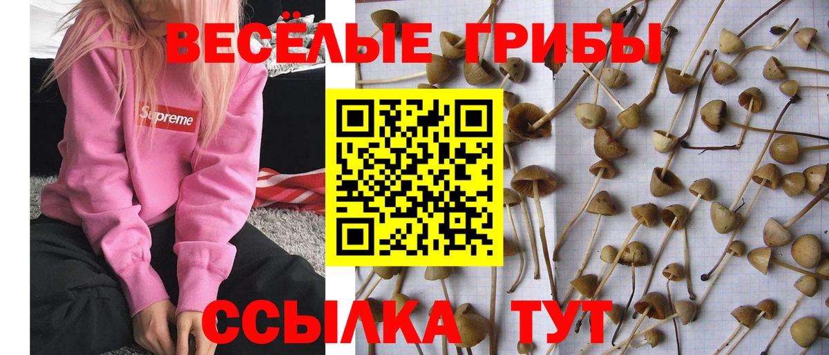 Галлюциногенные грибы Cubensis Холмск